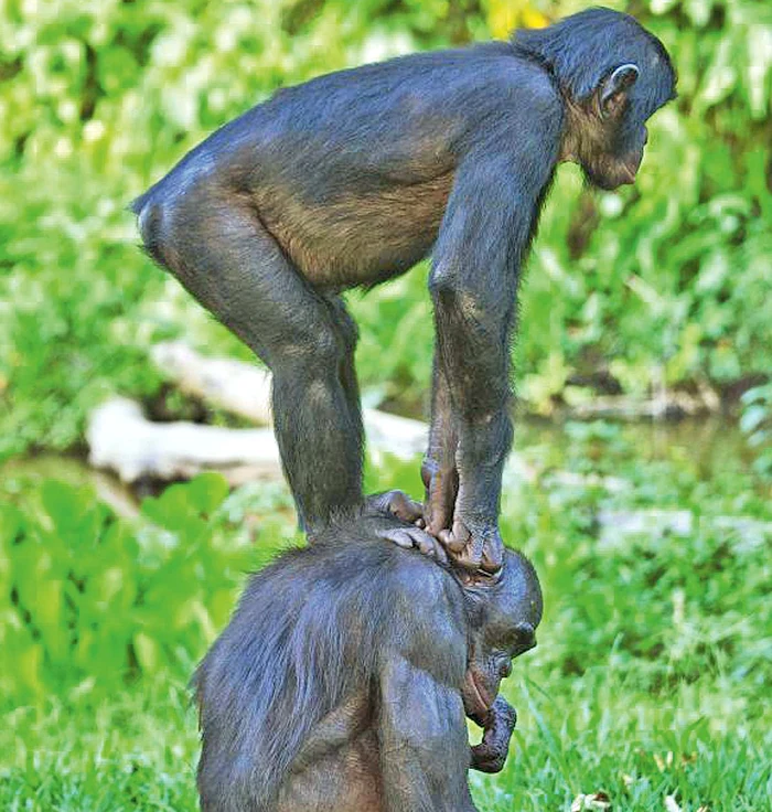 “Hai! Nu te plânge, că nu-s greu!”