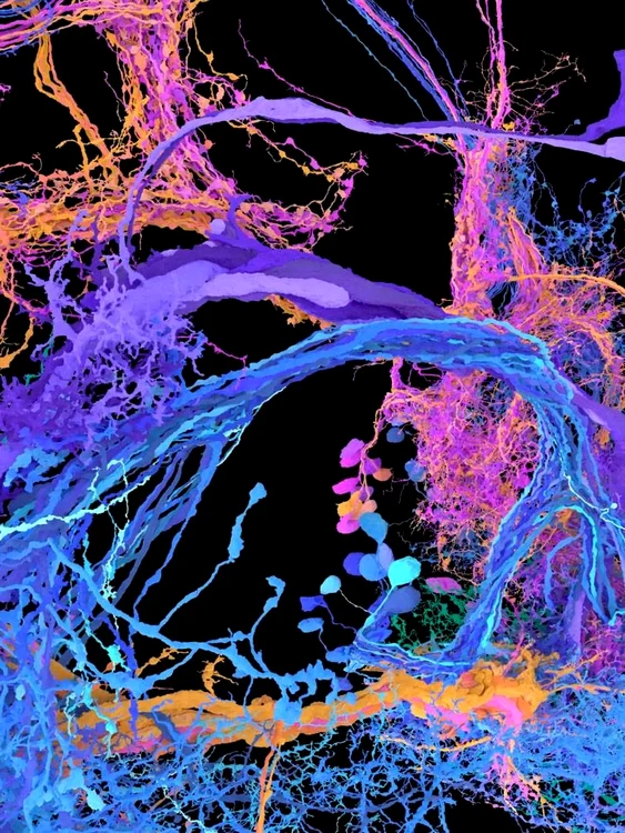 Celulele creierului din circuitele auditive ale unei musculițe de fructe Foto: Princeton