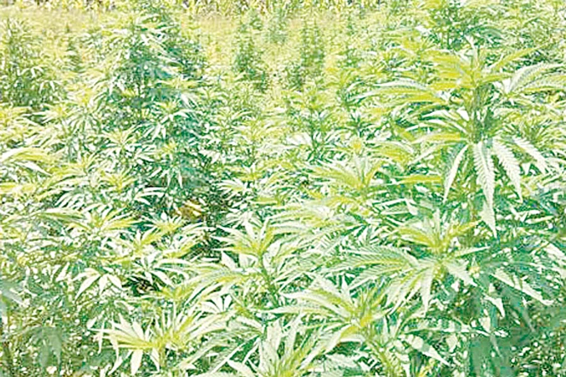 Într-o încăpere specială erau  preparate drogurile