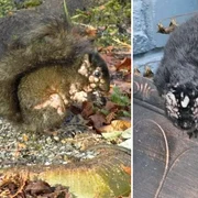 veverite cu eruptii asemanatoare unei tumori foto x si reddit png
