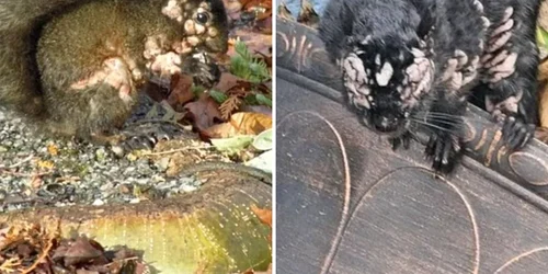 veverite cu eruptii asemanatoare unei tumori foto x si reddit png