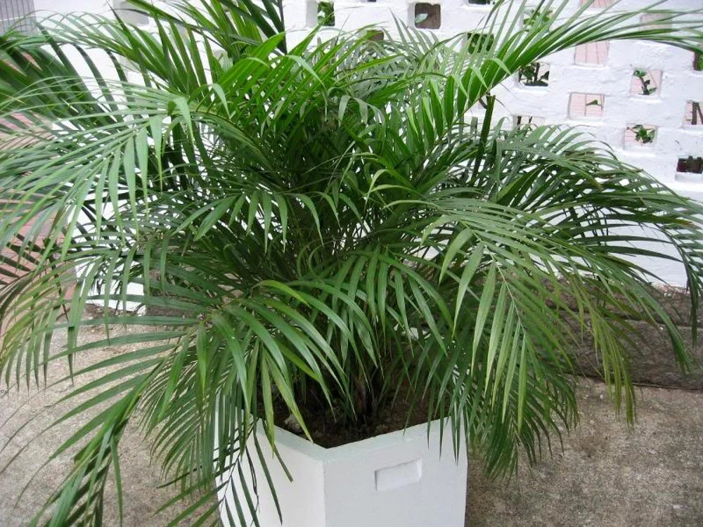 Cele mai frumoase plante decorative FOTO trezirealarealitate.ro