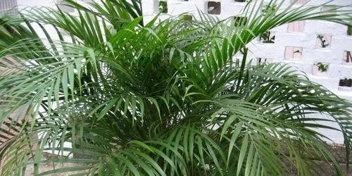 cele mai frumoase plante decorative cu frunze