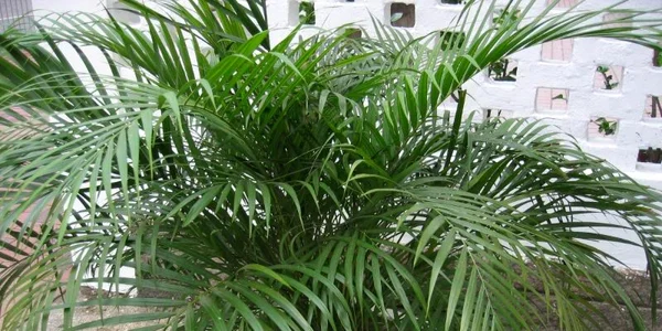 cele mai frumoase plante decorative cu frunze