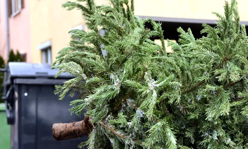 brad craciun  pom de iarna aruncat gunoi deseuri shutterstock 1892962027 jpg