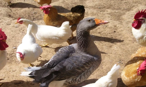 1 77797 original jpg jpeg