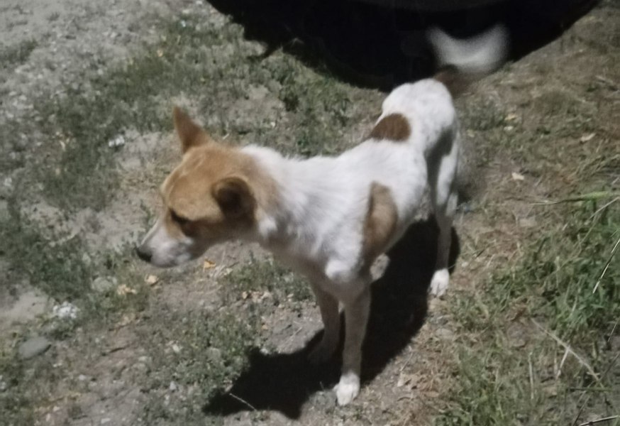 Povestea emoționantă a lui Lăbuș, câinele rămas fără stăpân: un simbol al loialității și iubirii necondiționate