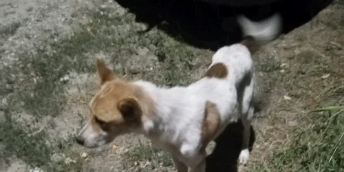 labus caine fara stapan zăpodeni FOTO FACEBOOK BOGDAN MISTREANU jpg