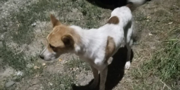 labus caine fara stapan zăpodeni FOTO FACEBOOK BOGDAN MISTREANU jpg
