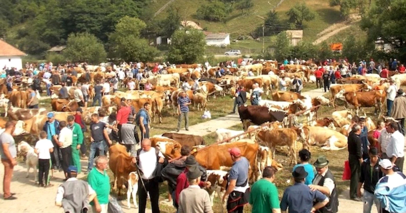 Interzicerea târgurilor de animale din cauza pestei porcine a lovit puternic în fermieri