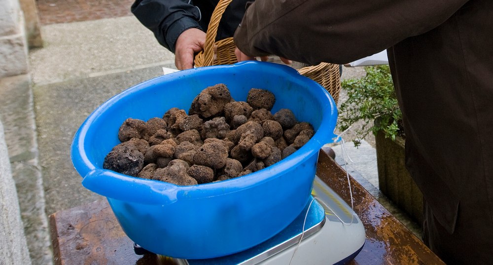 Trufele românești sunt în pericol din cauza braconierilor. Cât a ajuns prețul unui kilogram din „diamantele negre ale pădurii”