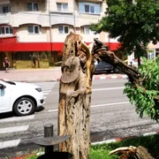 copaci cazuti tgv vant puternic
