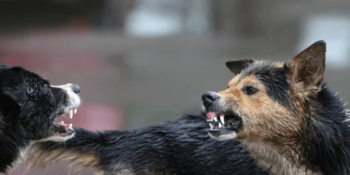 cainiagresivi adevarul png