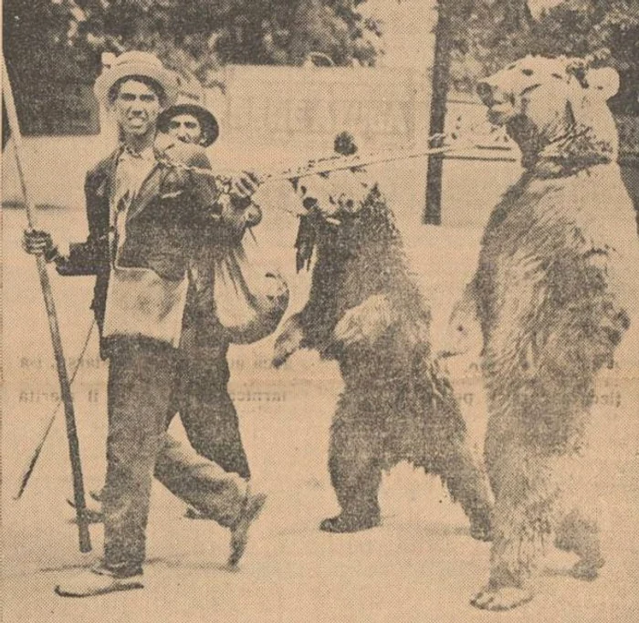 Urșii, purtați în lanțuri pe străzi, în plină caniculă. Sursa: România Capitala, 1939