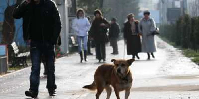 Numărul câinilor fără stăpân este în creştere (foto arhivă "Adevărul")