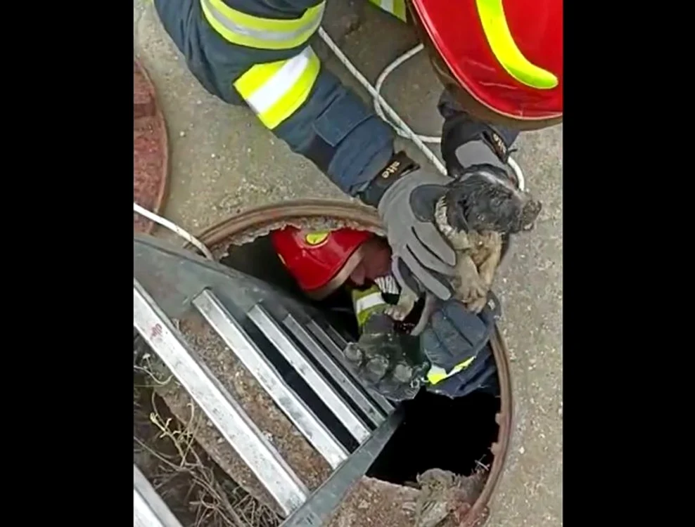 Animalul a fost salvat. FOTO ISU Prahova
