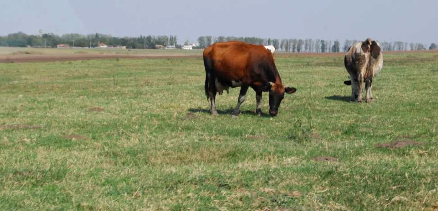 Locul de păşunat al vacilor va fi luat de unparc industrial