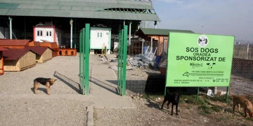 Câinii comunitari vor fi îngrijiţi de municipalitatea orădeană, după zece ani în care au fost în custodia unui ONG finanţat din Anglia. 