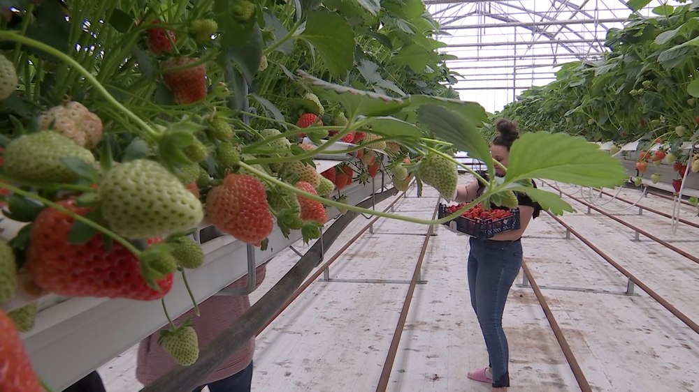 Prima recoltă de căpșuni „de iarnă” la Buzău. Se cultivă cu ajutorul unui sistem automatizat, fără pământ