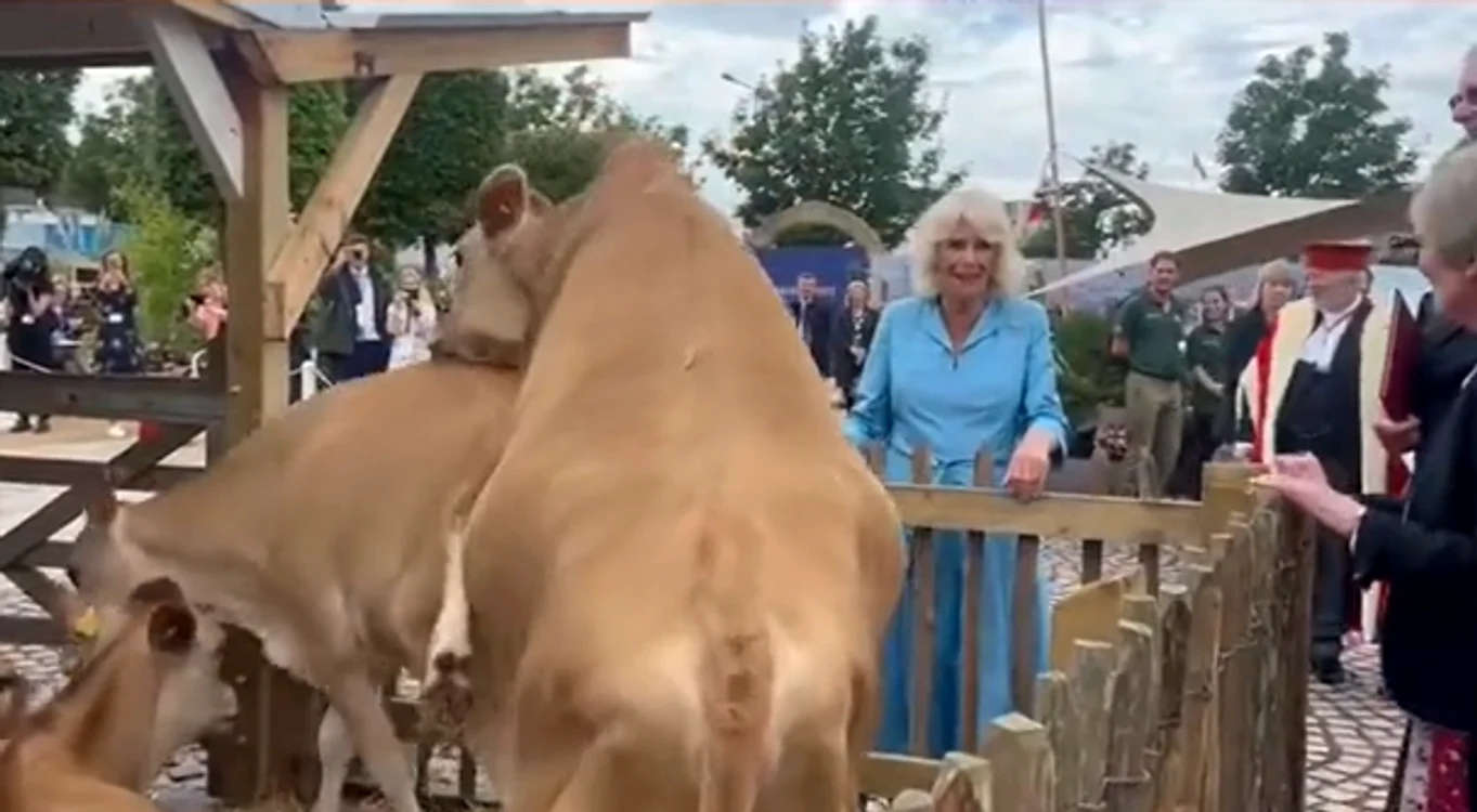 Regina Camilla, amuzată copios de vacile Jersey. FOTO captură dailymailroyals
