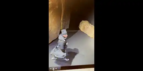 posibil suspect in cazul furtului tezaurului gif