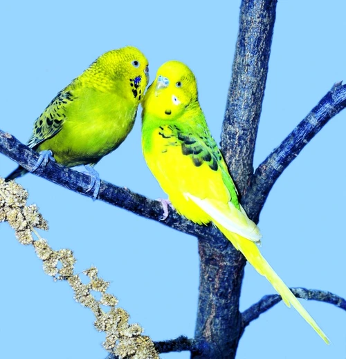 1 47624 original jpg jpeg