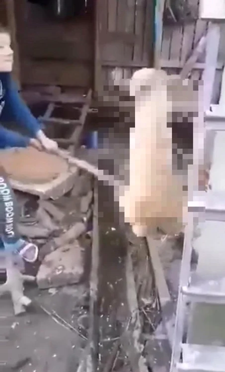 Întreaga scenă a fost filmată de fratele mai mic şi postată chiar pe un grup de WhatsApp de la şcoală.