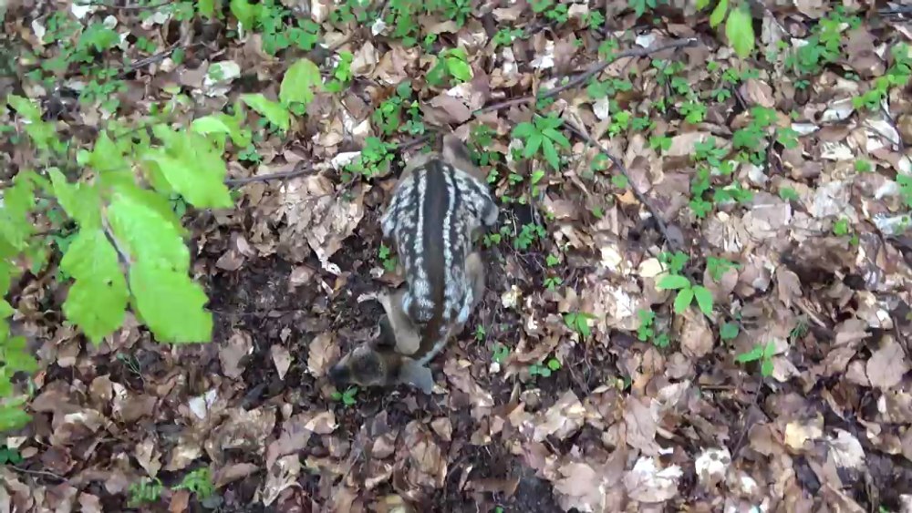 Bambi, un ieduț de căprioară, surprins singur într-o pădure din Putna VIDEO