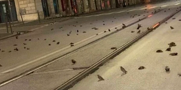 cluj pasari roma