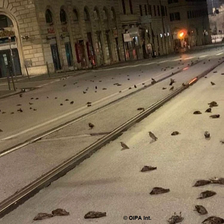 cluj pasari roma