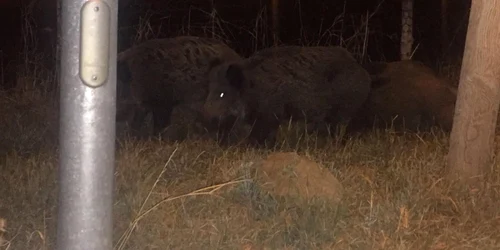 Mistreţii au fost pozaţi de localnici