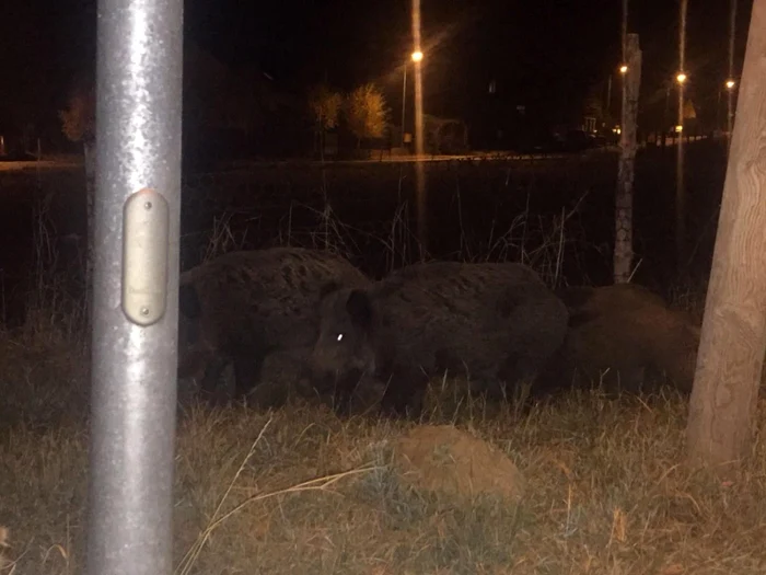 Mistreţii au fost pozaţi de localnici