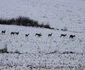 caprioare alba