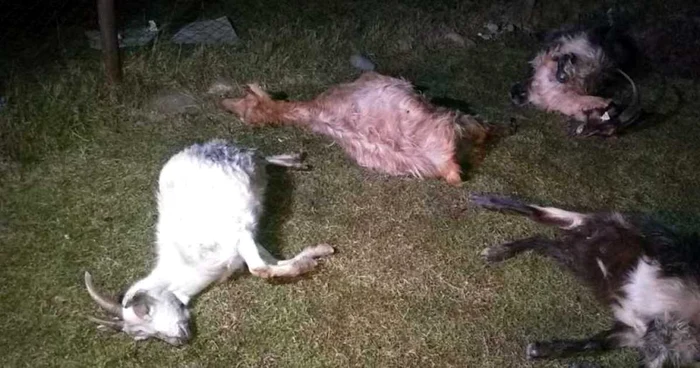IPJ Dâmboviţa: Caprele moarte la Doiceşti, nu au fost otrăvite
