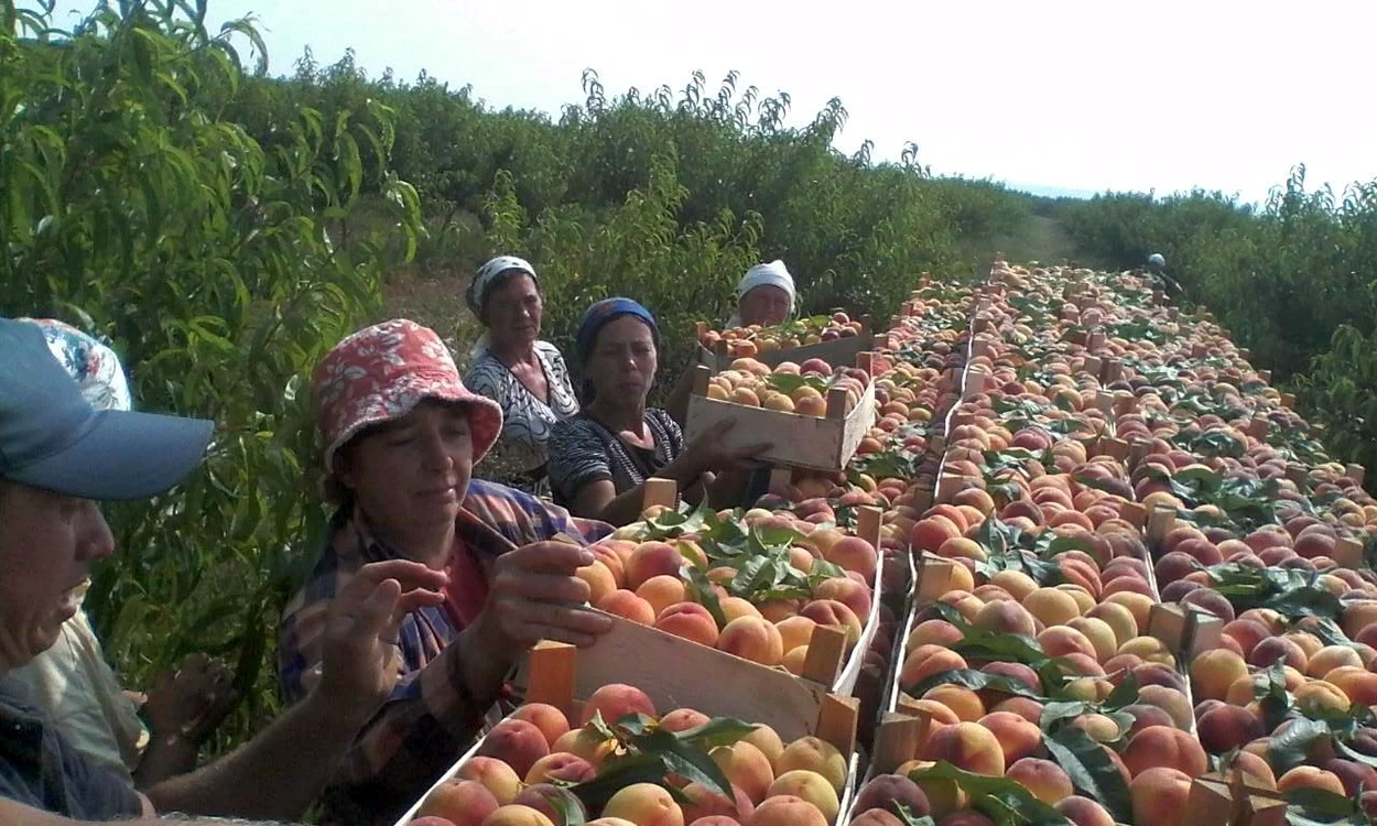 
    Spaniolii caută culegători de fructe  