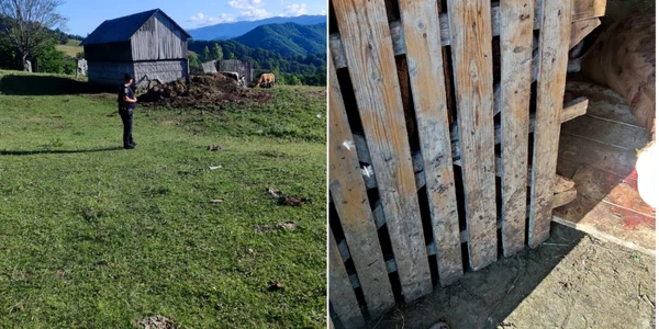Grajdul atacat de un urs după ce a distrus gardul electrificat - doi viţei ucişi - în Perişani - Vâlcea Foto IJJ Vâlcea