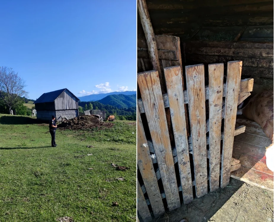 Grajdul atacat de un urs după ce a distrus gardul electrificat - doi viţei ucişi - în Perişani - Vâlcea Foto IJJ Vâlcea