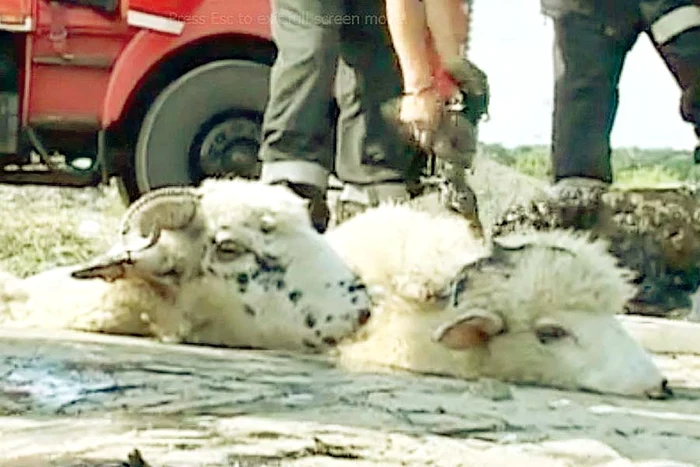 
    Oile erau acoperite  de smoală până la gât  