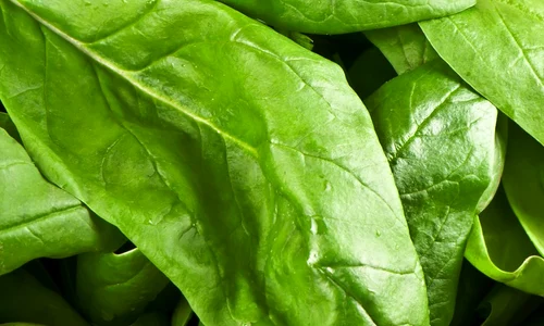 shutterstock 176957177 jpeg