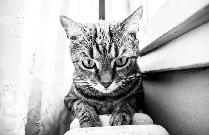 Foto: Arhivă / O pisică ştie cum să se relaxeze întotdeauna