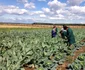Legumele bio produse în Ciocănari ajung zilnic în Capitală. FOTO Ateliere fără frontiere