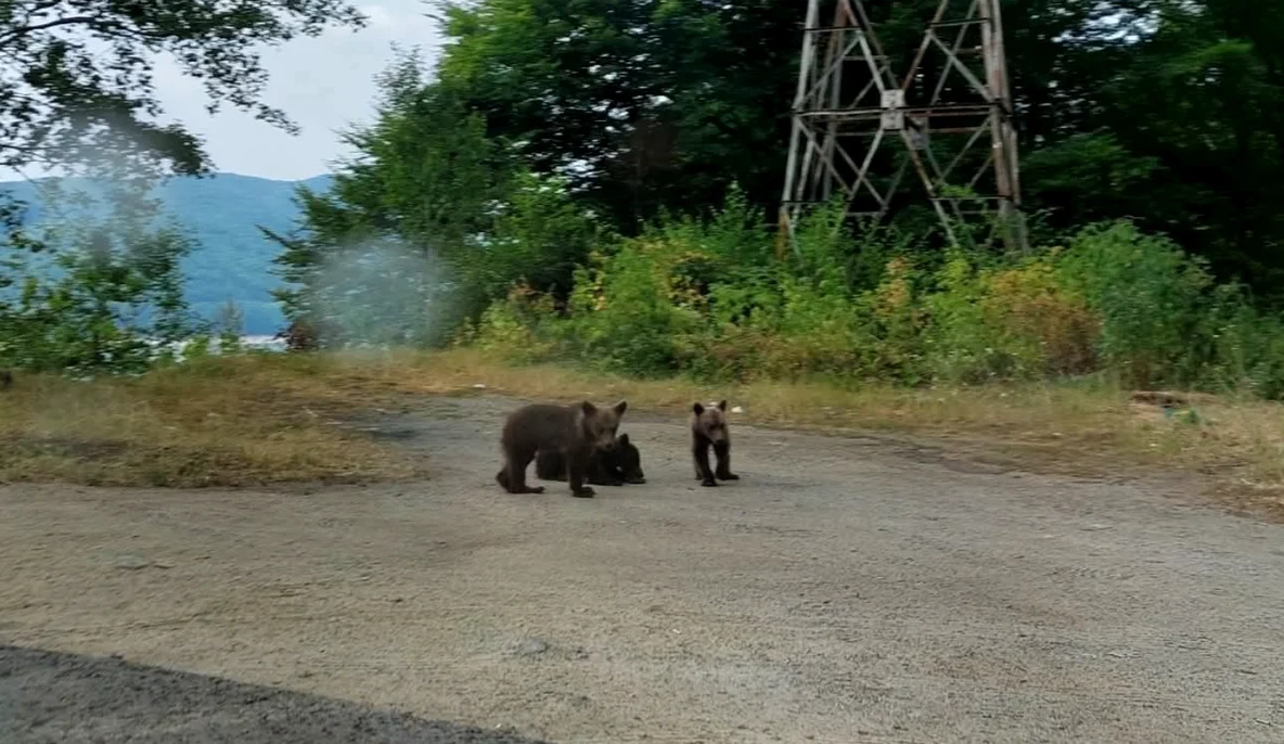 Cei trei pui orfani se află în apropierea locului unde ursoaica a fost împușcată. FOTO: Facebook
