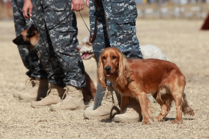 
    Cocker-ul Dexter învață să depisteze drogurile și țigările de contrabandăFotografii: Sever Gheorghe  