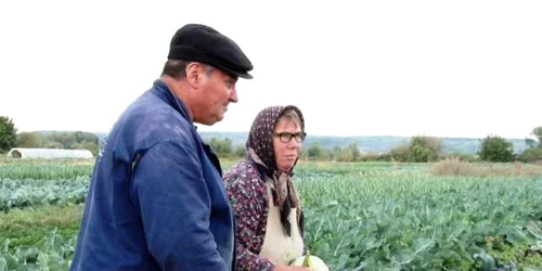 Agricultură în cartierul Matei Voievod