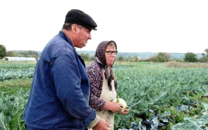 Agricultură în cartierul Matei Voievod