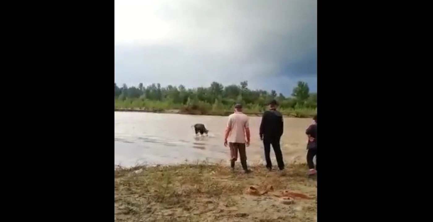 Vaca salvată de pompierii suceveni. FOTO Captură video