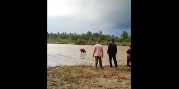 Vacă. Captură video