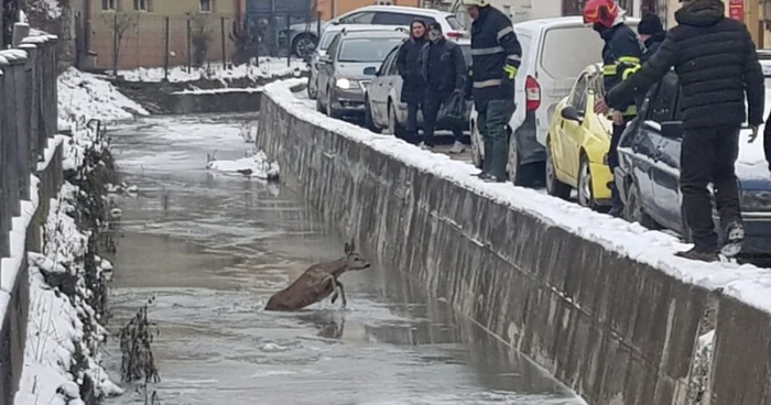 caprioara salvare apuseni