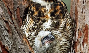 Marina Scarr a crezut că fotografiase o bufniţă  Nu era aşa! (Photoland/Caters) jpeg