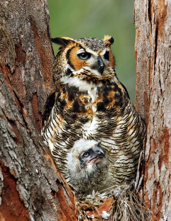 Marina Scarr a crezut că fotografiase o bufniţă. Nu era aşa! (Photoland/Caters)